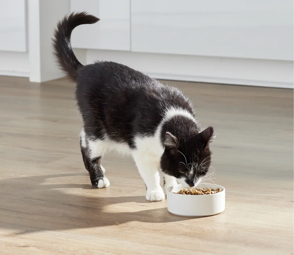 RawMix Wild Ocean Grain-Free Cat Kibble