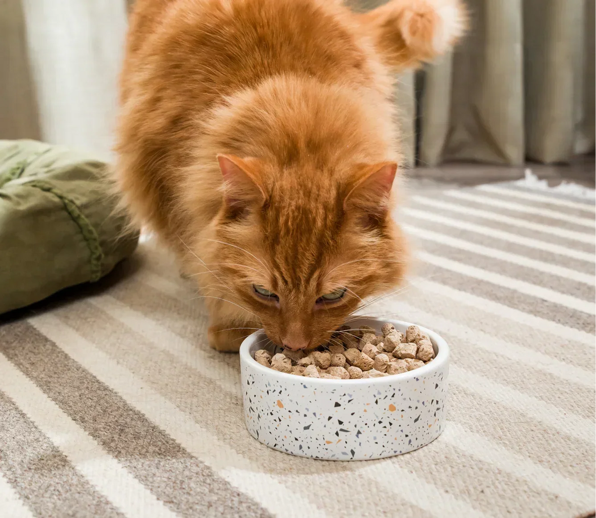Wild-Caught Salmon & Cod Freeze Dried Raw Morsels for Cats