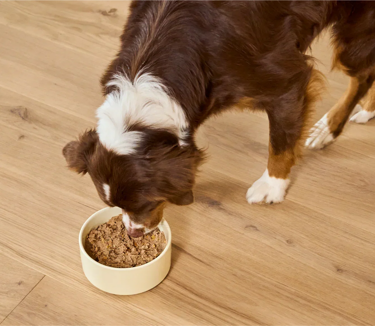 Chicken & Salmon Pâté for Dogs