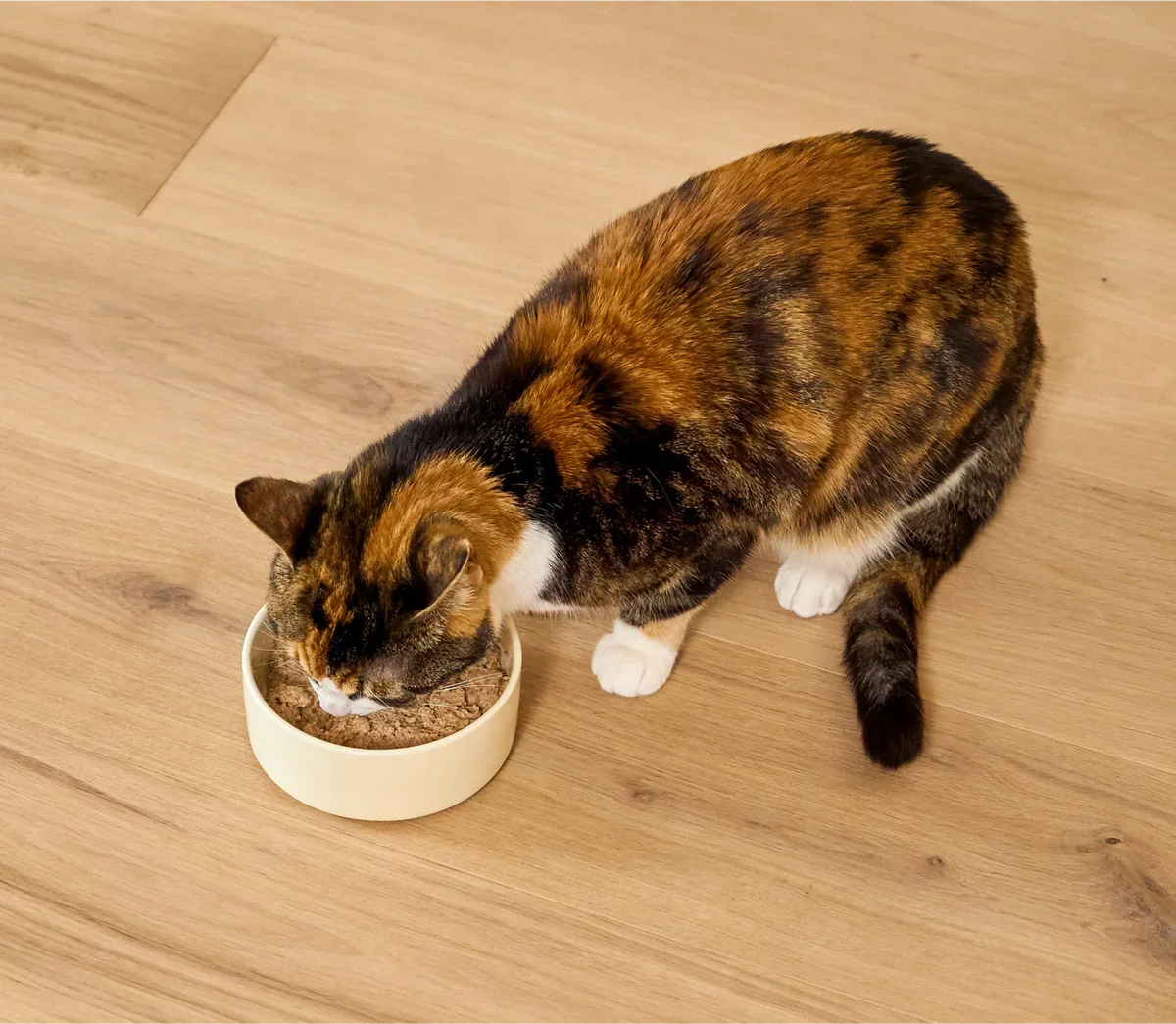 Homestead Turkey Pâté for Cats