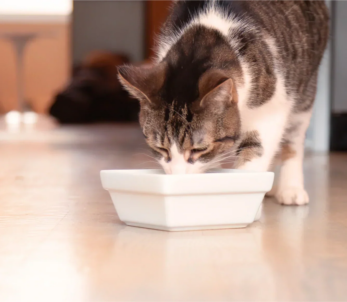Homestead Turkey Rustic Blend Wet Cat Food