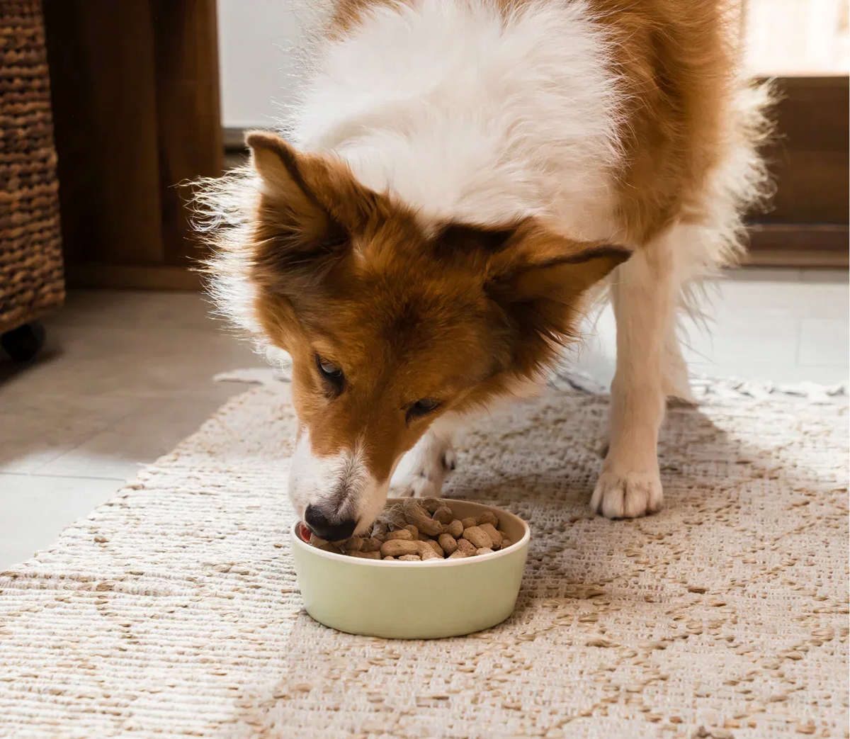 Goodbowl™ Wild-Caught Salmon Freeze Dried Raw Morsels for Dogs
