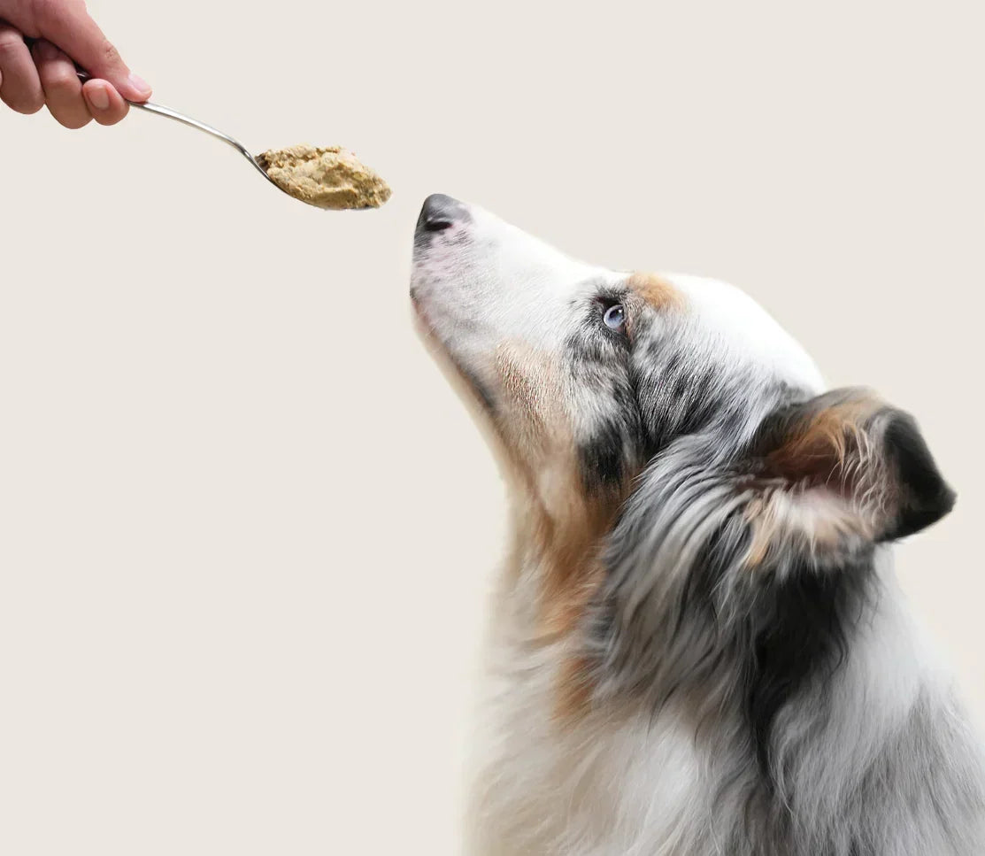 Homestead Turkey Grain-Free Freshly Crafted Dog Food
