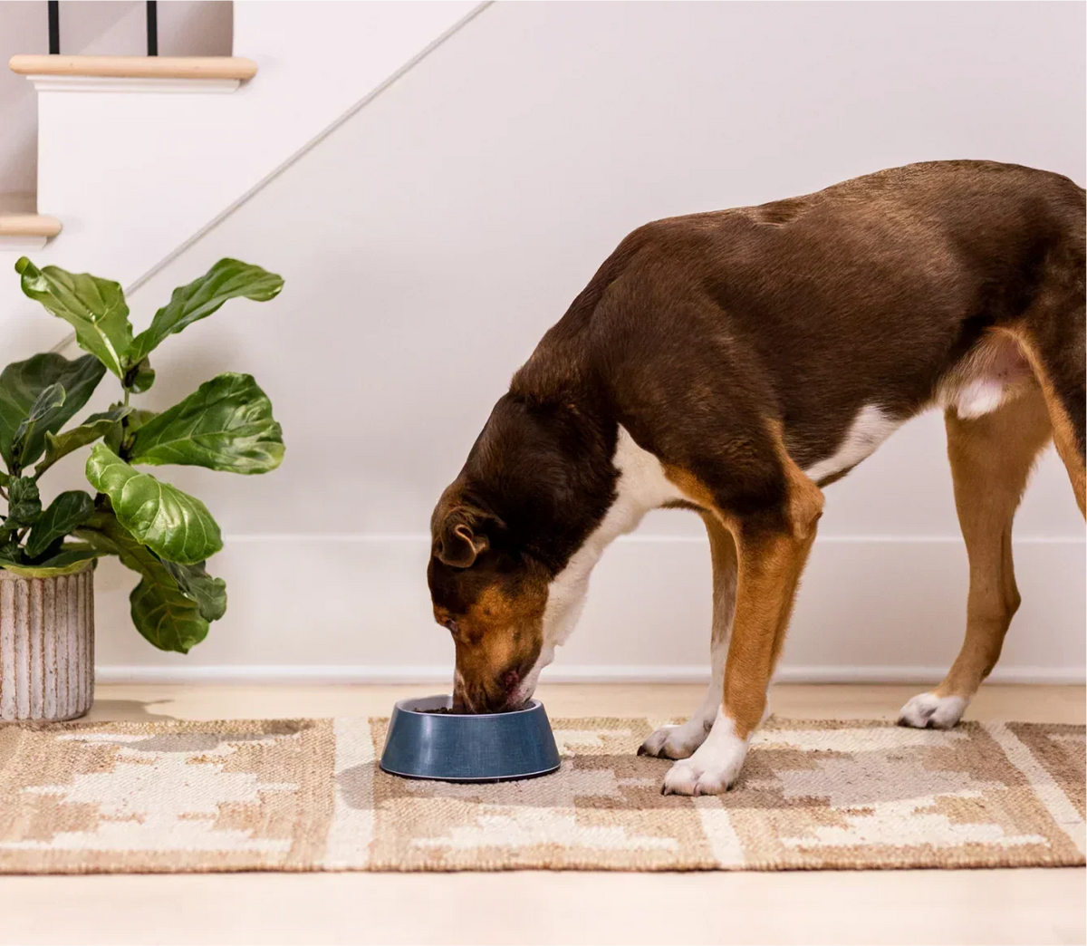Whitefish & Ancient Grains Dog Kibble