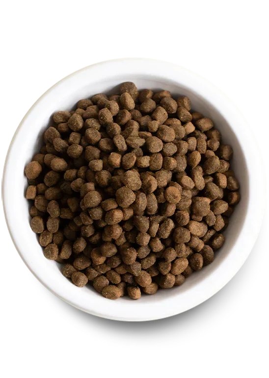 Best Sellers Dog Bundle