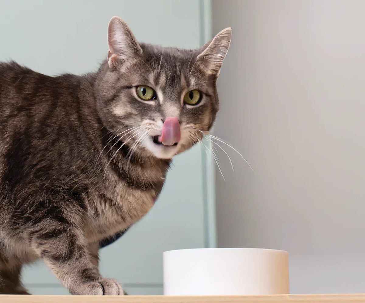 Chicken & Grass-Fed Beef Morsels in Gravy for Cats
