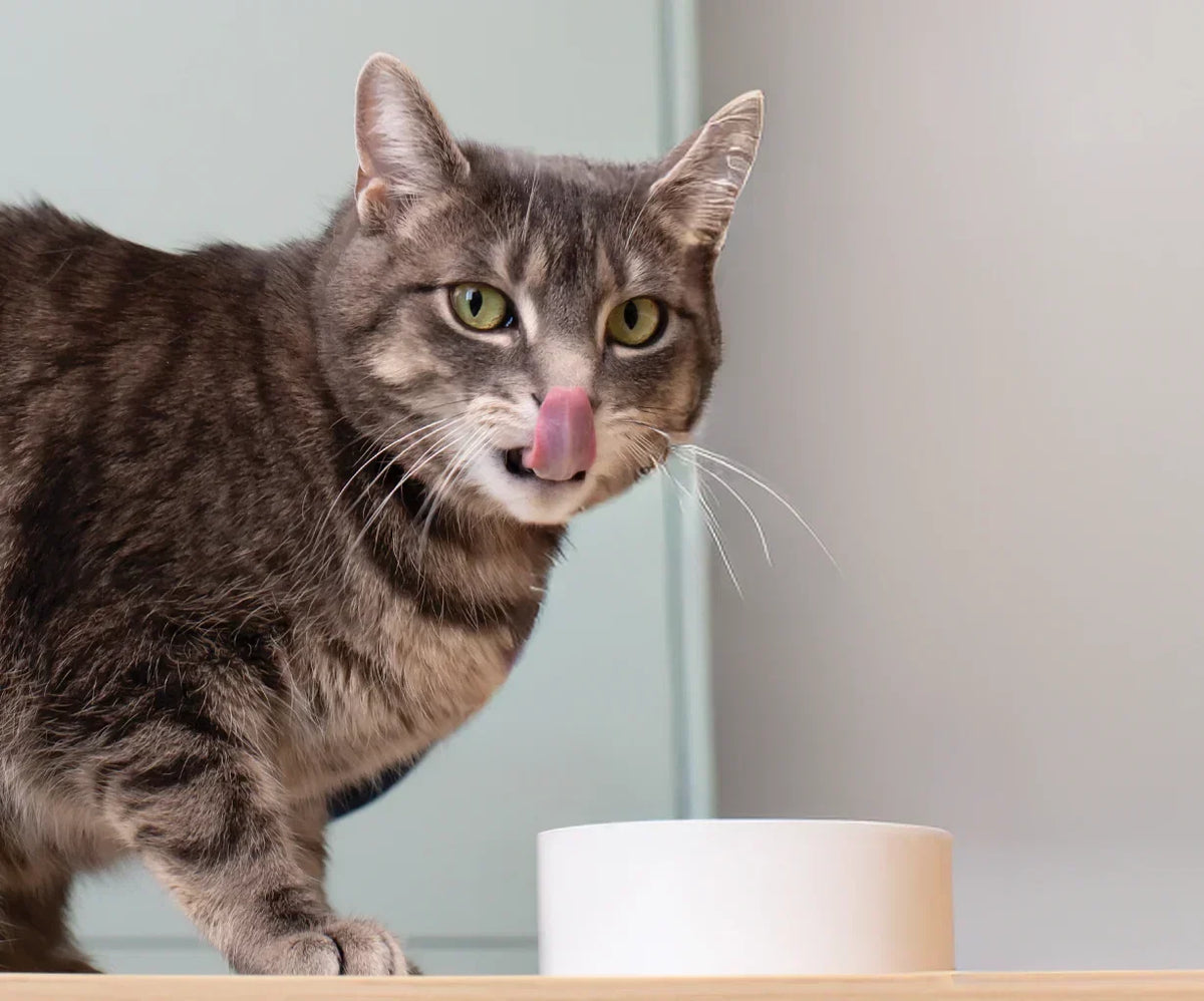 Harvest Chicken Morsels in Gravy for Cats