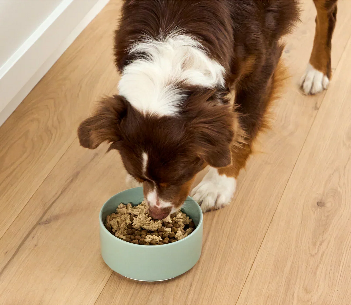 Salmon Topper for Dogs