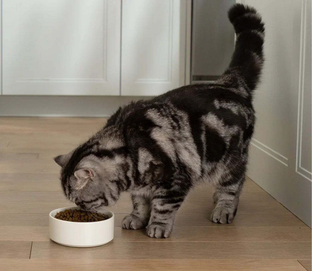 Goodbowl™ Harvest Chicken & Brown Rice Cat Kibble